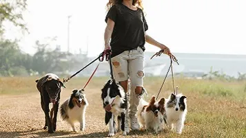 Mujer paseando seis perros